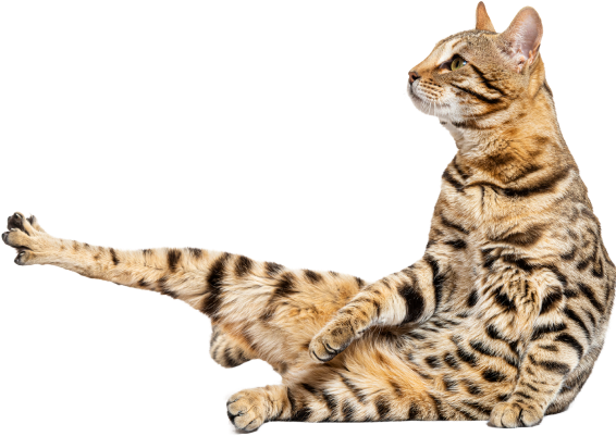 Solution cat