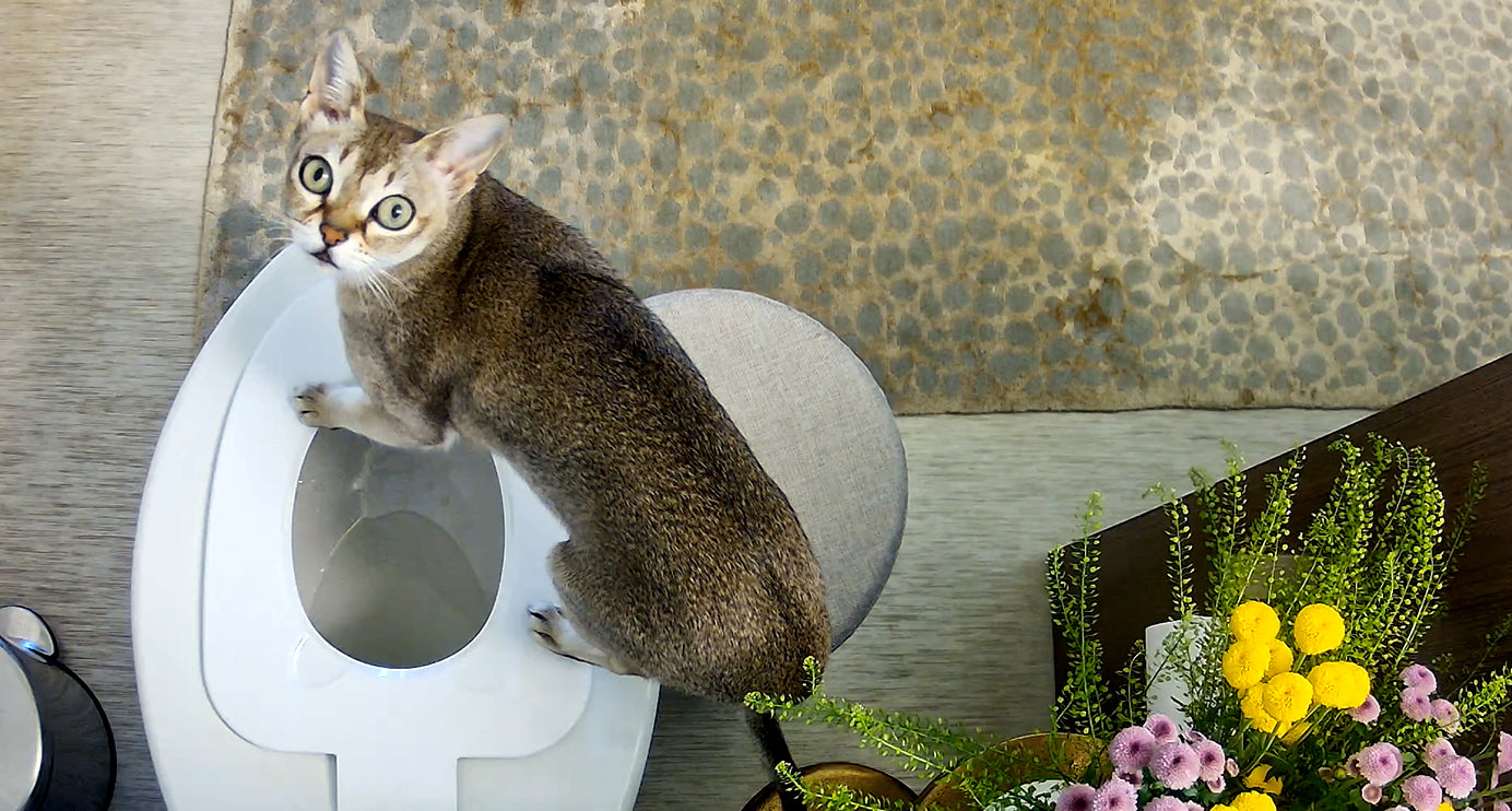 Step-Up Your Cat’s Toilet Training