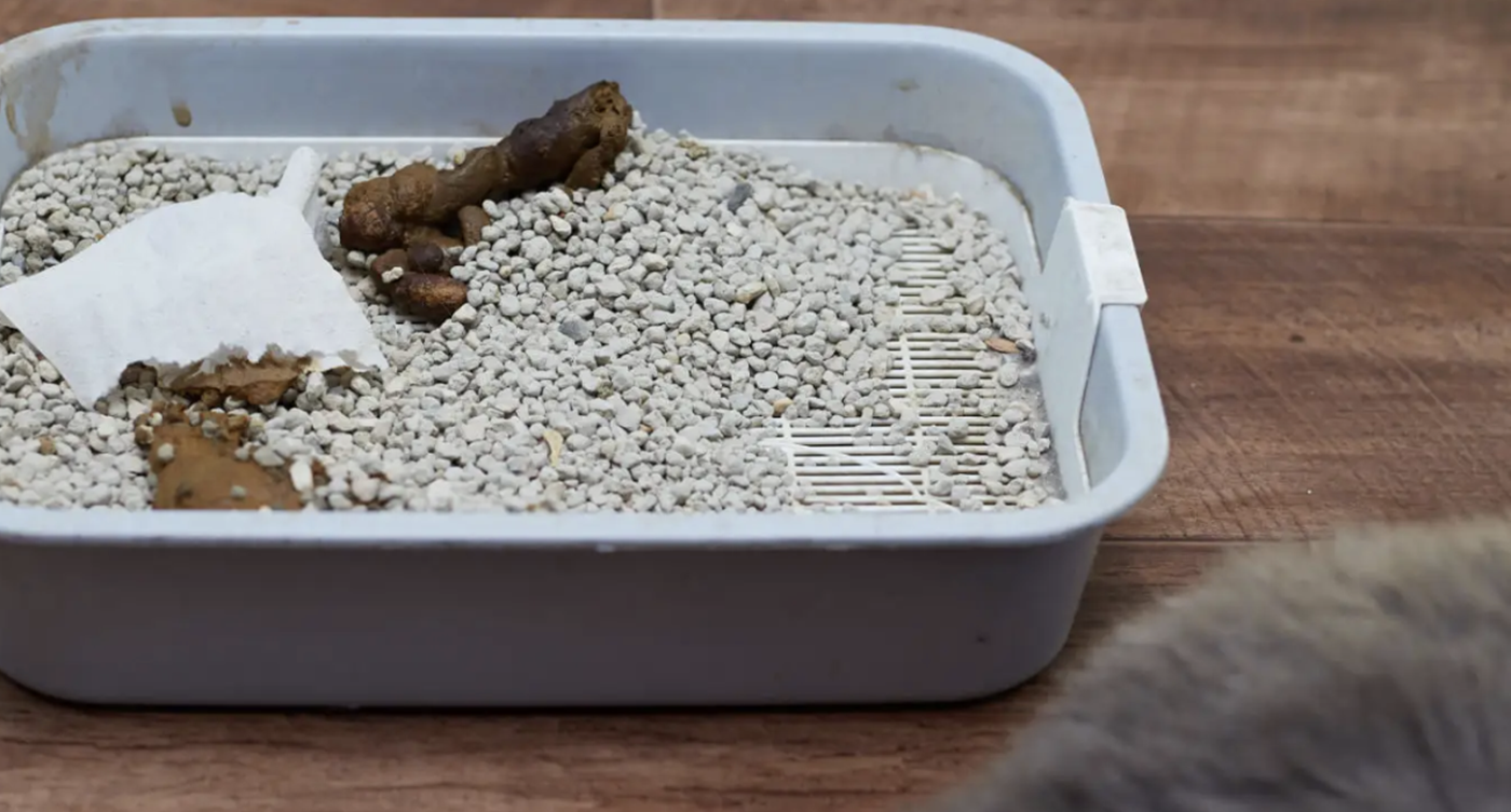 Dirty Cat Box