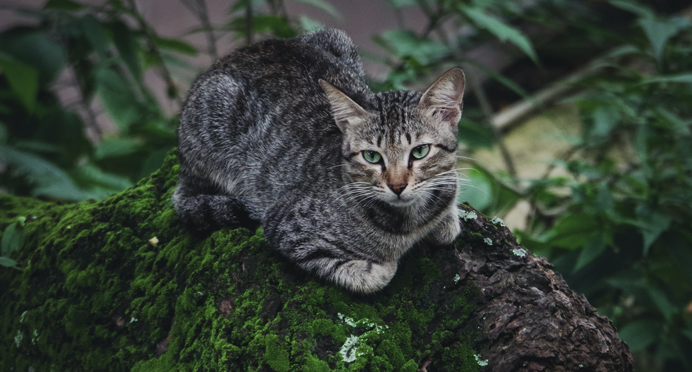 Is Cat Litter Bad for the Environment? The Hidden Environmental Cost of Clay and Silica Litter