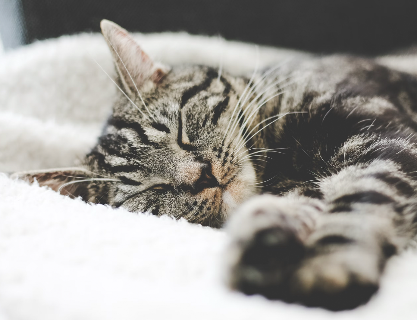 The Best Age to Toilet Train Your Cat