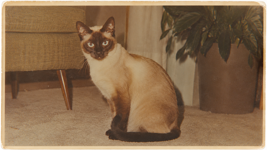 senior siamese cat can be toilet trained