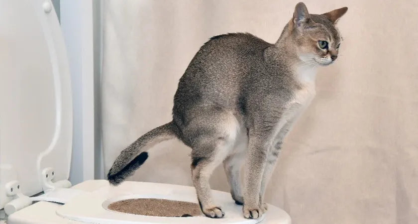 Why The Cat Throne Cat Toilet Training System Focuses on Long-Term Support Instead of Short-Term Tricks