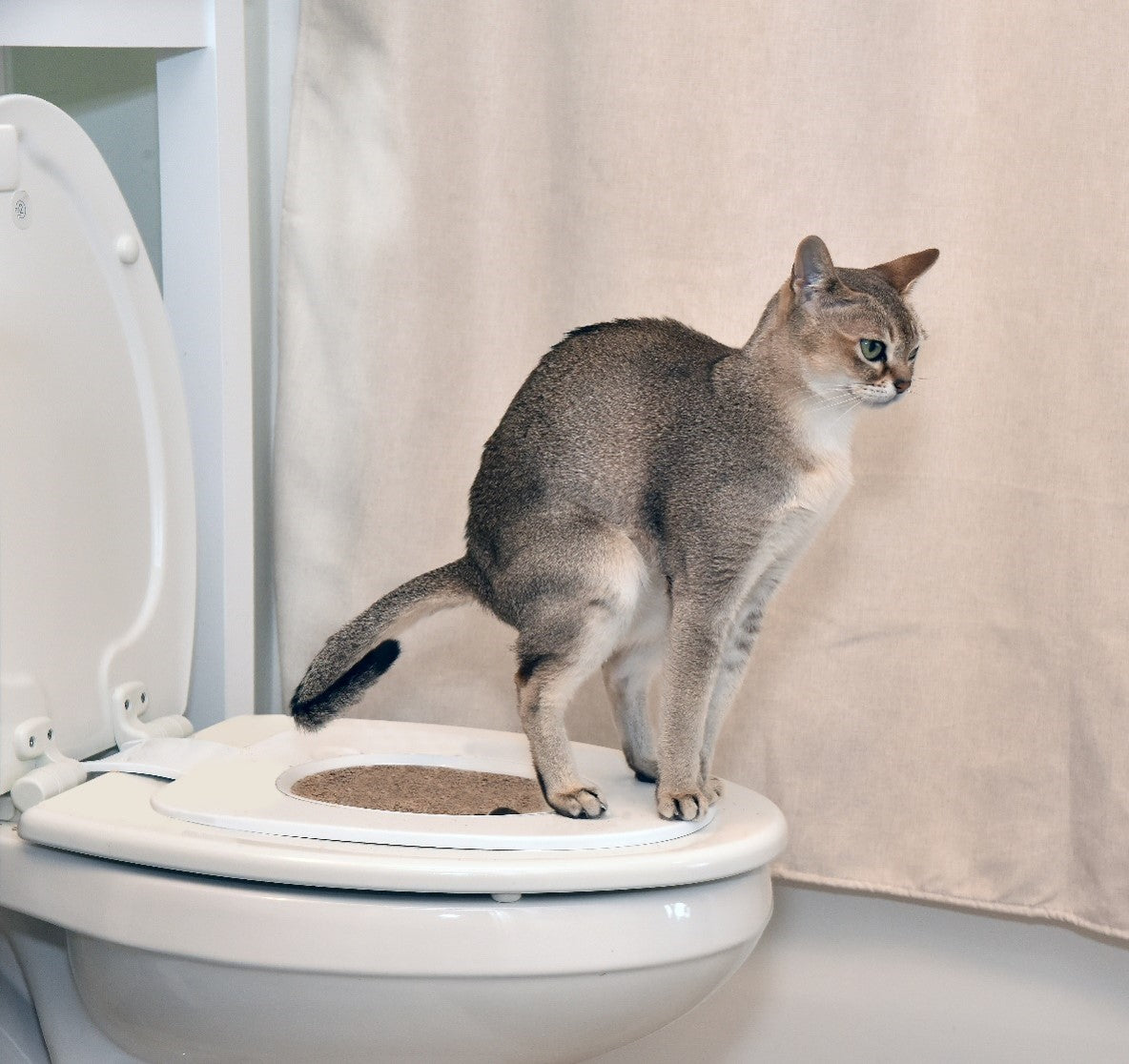 Why The Cat Throne Cat Toilet Training System Focuses on Long-Term Support Instead of Short-Term Tricks