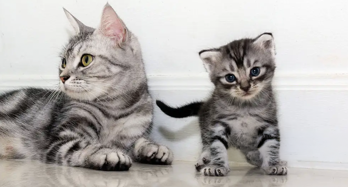 Humane Cat Toilet Training That Works