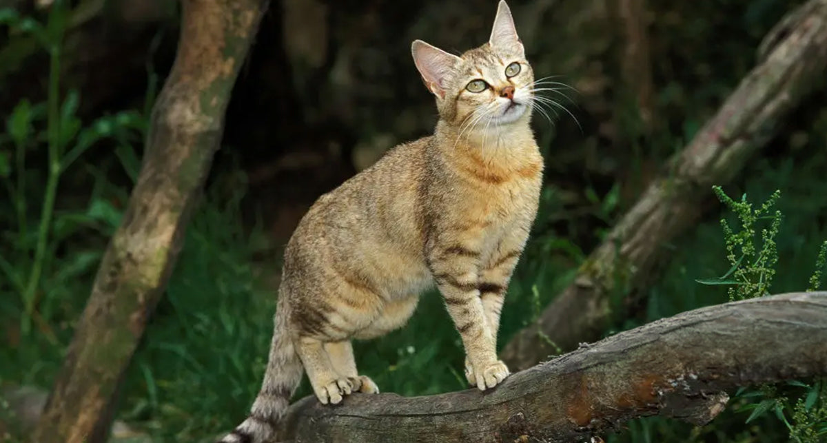 How Are Cats Naturally Potty Trained?