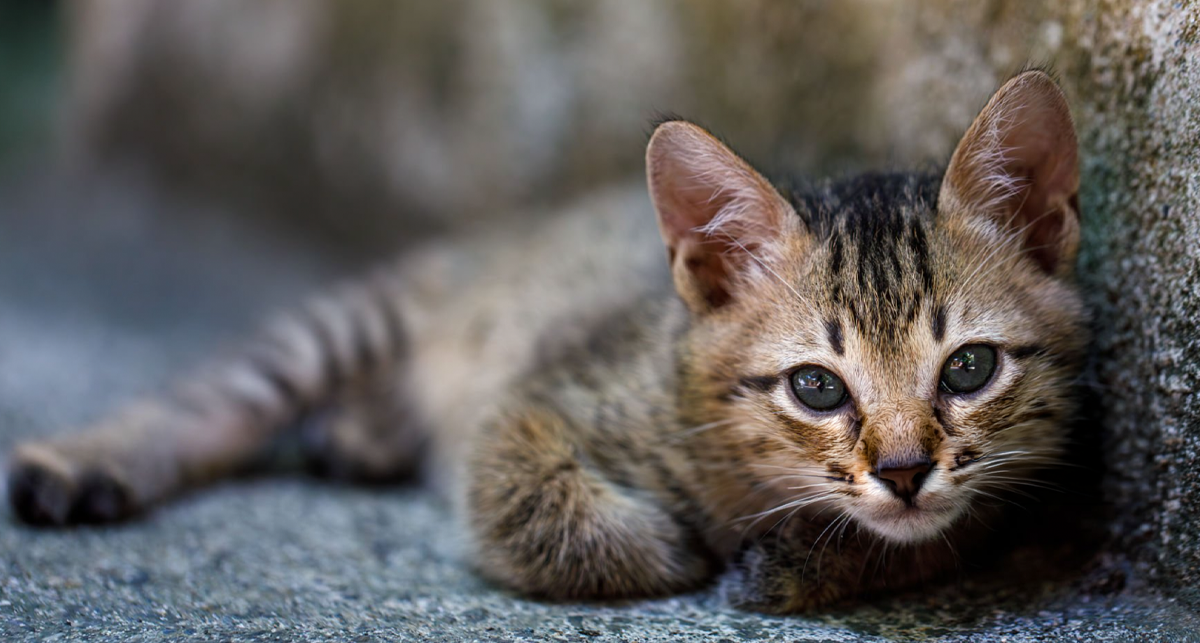 When Should Cats Start Toilet Training?