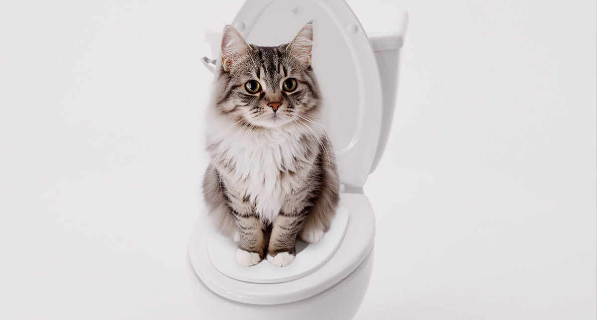 Best Cat Toilet Training Kit for Real Results