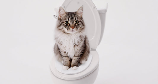 Best Cat Toilet Training Kit for Real Results