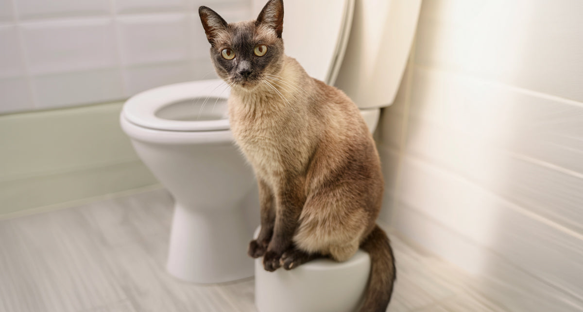 Cat Toilet Training for Senior Cats