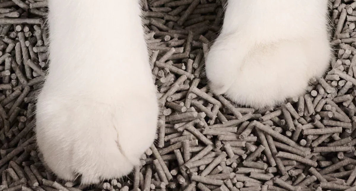 8 Best Flushable Litter Options for Cat Owners