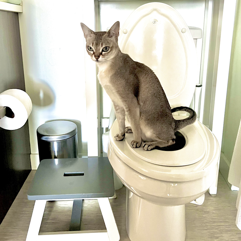 Cat Potty Training Kit for Sale