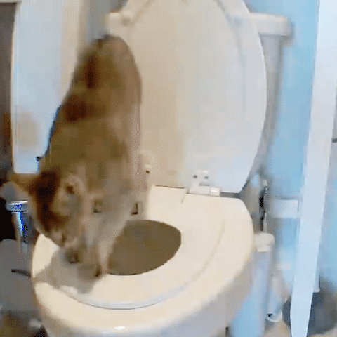 The Cat Throne Plastic Toilet Seat Cover