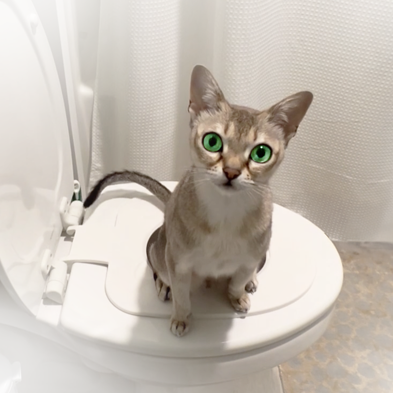 Cat Toilet Training Kit