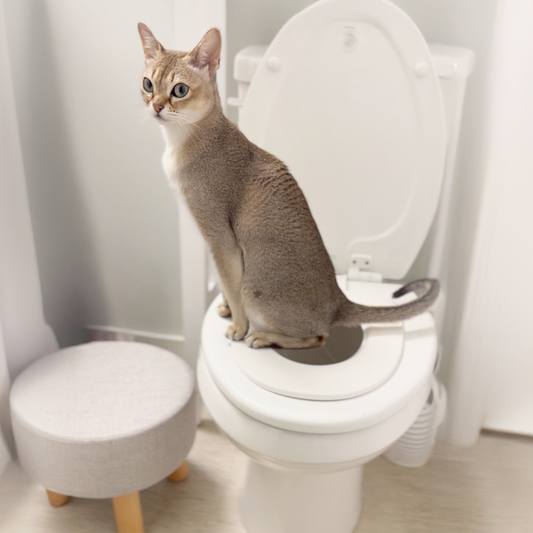  transition your cat from litter box to toilet 