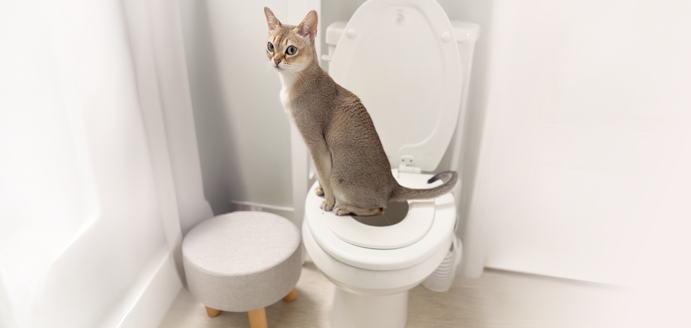 Cat Potty Training kit