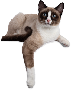 Cat logo