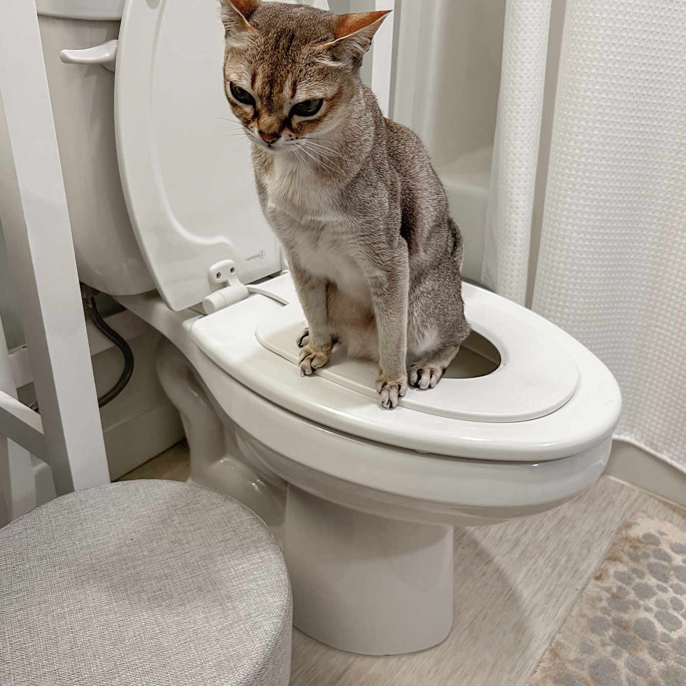 Elegant Cat Step Stool